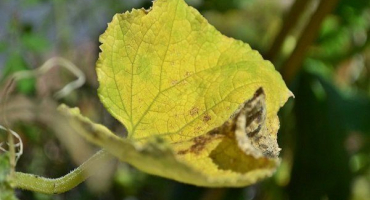 Listy okurky žloutnou a schnou: důvody a co dělat?